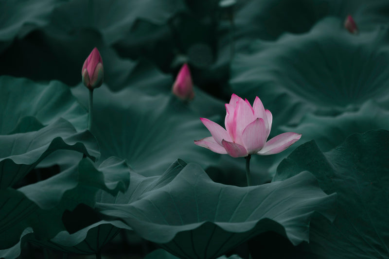 The Art of Ikebana: Japan’s Timeless Floral Tradition